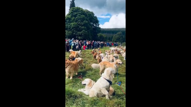 When 500 Golden Retrievers meet in the same place [VIDEO]