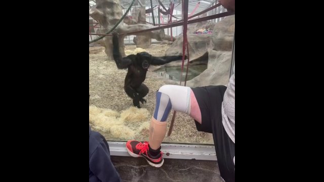 Chimpanzee sees a prosthetic leg for the first time! [VIDEO]