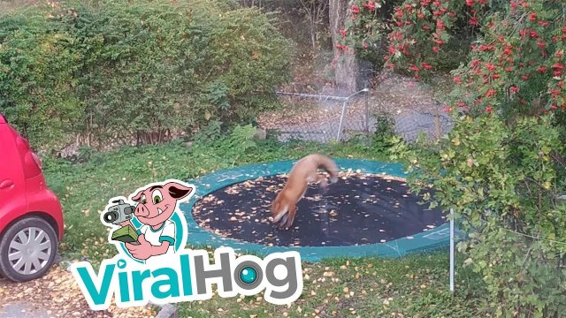 Fox on a trampoline