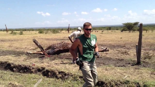 Original Giraffe Rescue Video! This is amazing! [VIDEO]