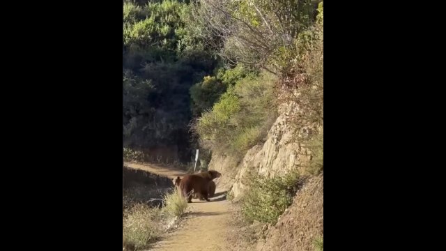 Woman encounters mother black bear and cubs on a trail [VIDEO]