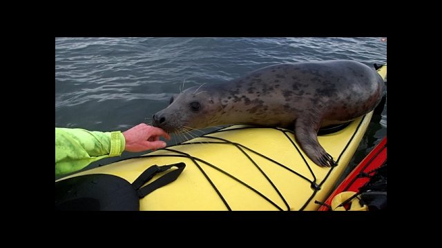 Cheeky seal hitched a ride on kayak [VIDEO]