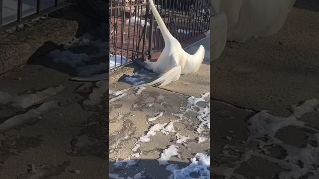 Swan Stuck in a Fence [VIDEO]
