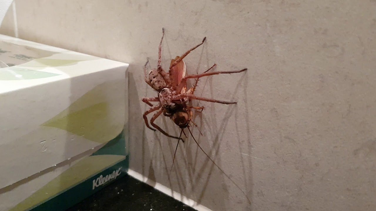 Homeowner Films A Massive Huntsman Spider Pouncing On A Cockroach In His Bathroom