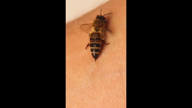 The amazing mechanics of how bee stingers work [VIDEO]