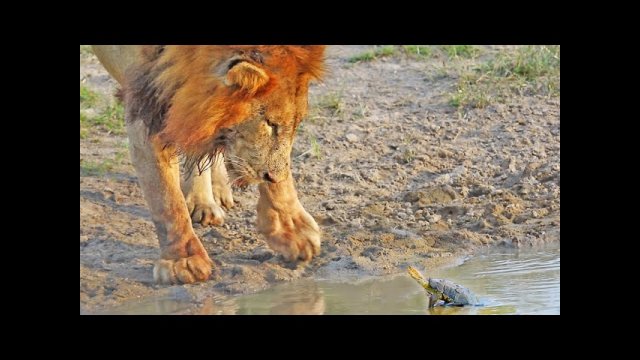 Turtle Chases Lions From His Waterhole