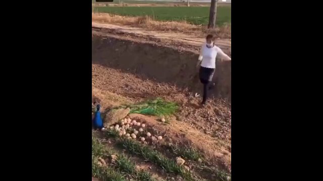 Woman touches peacock eggs and finds out [VIDEO]