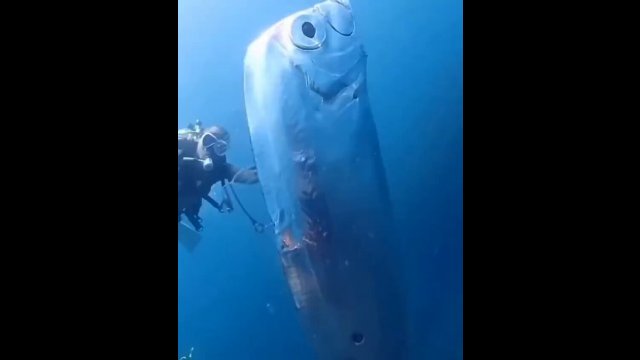 Divers discover giant 'Doomsday Fish' off the coast of Taiwan [VIDEO]