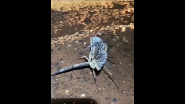 The Paronchestus cornutus (stick insect) from Australia [VIDEO]