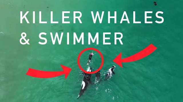 Orcas playing with swimmer at Hahei Beach, New Zealand [VIDEO]