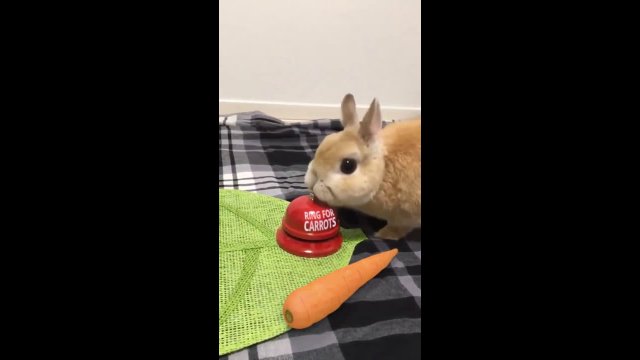 It's Raining Carrots! Adorable Bunny Rings Bell to Get Meal