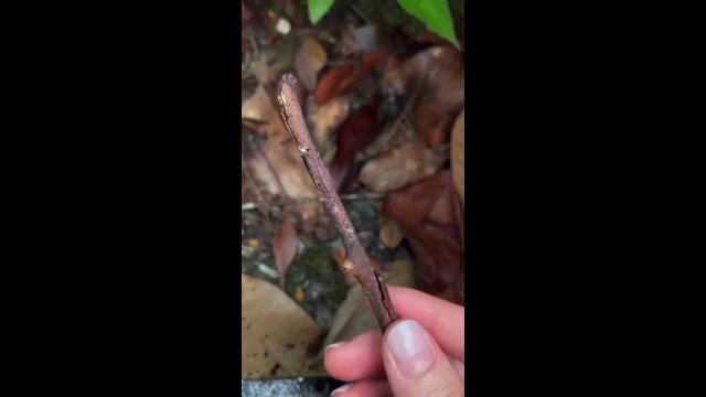Camouflage of this stick insect is so well done you can't believe your eyes [VIDEO]