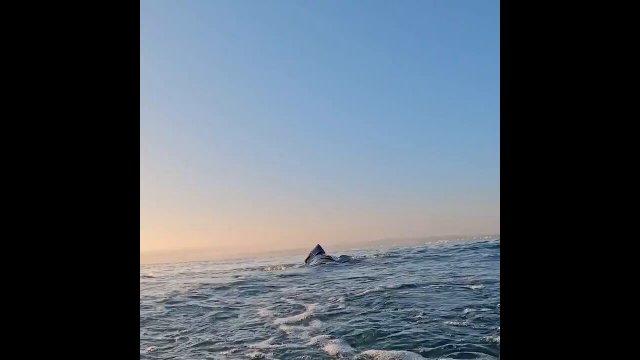 Incredible footage of Great White Shark breaching.. [VIDEO]