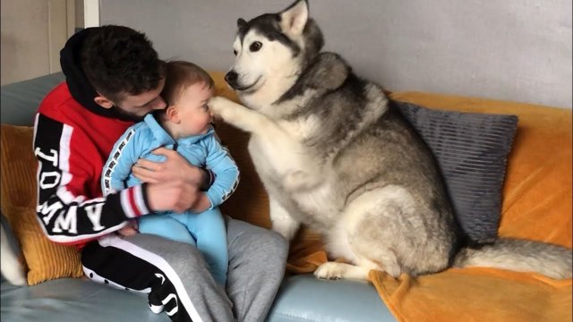 Husky accidentally hit the child. Here's how he apologized