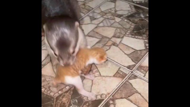 Otter helping mommy cat with her kittens [VIDEO]