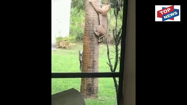 Florida Bobcat chases a Squirrel around a tree [VIDEO]