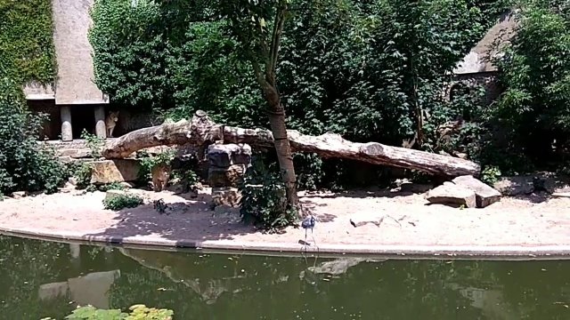 Lion Hunting Heron at Amsterdam Zoo [VIDEO]