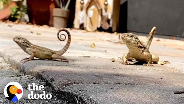 Lady's Backyard Is A Mini Jurassic Park [VIDEO]