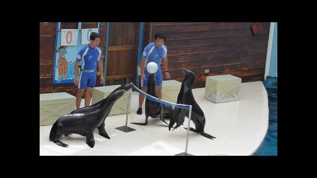 Sea lions playing volleyball