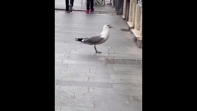 Seagull swallows big rat whole