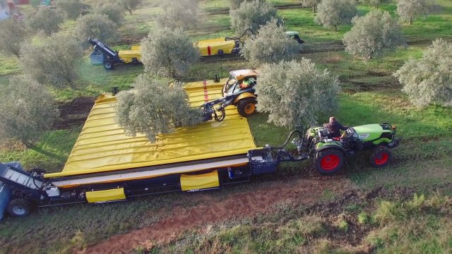 Automated olive harvesting