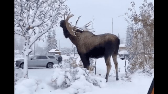 Moose munchin on some snowy trees.