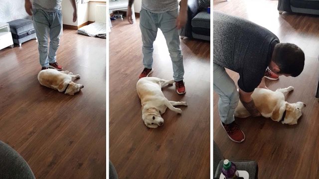 Dog Plays Dead To Stop Owners From Leaving Home [VIDEO]