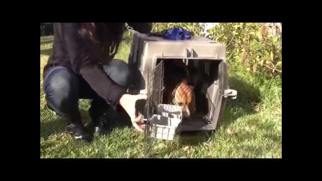 Beagle Freedom Project - Our First Rescue [VIDEO]