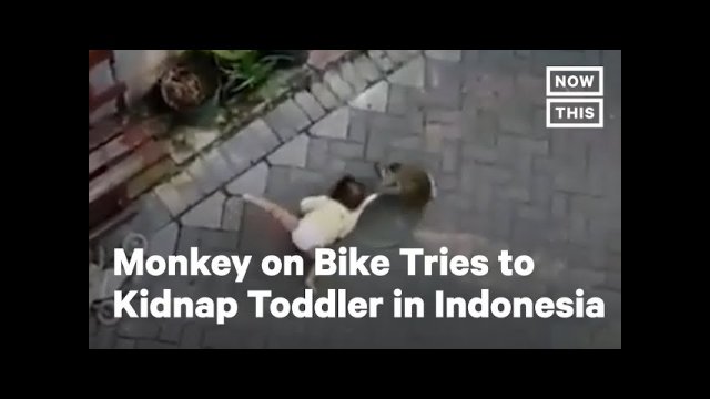 Monkey on a Bike Tries to Kidnap a Toddler in Indonesia