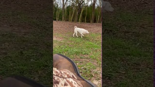 Blind dog go suddenly smells her owner