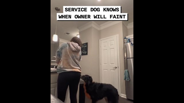 Service dog knows when owner is about to faint [VIDEO]