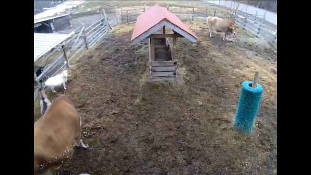 Sanctuary Animals Realize Their Human Is 'Overwhelmed' [VIDEO]