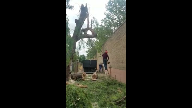 WCGW CUTTING A TREE WITHOUT ANY PREPARATION