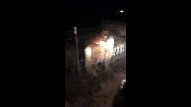 Pony owner is shocked to discover her pet is being secretly ridden at night... by a DOG [VIDEO]