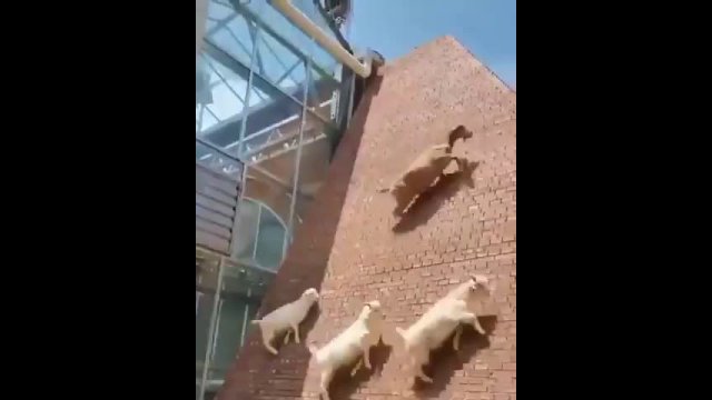 Goats going up a steep wall