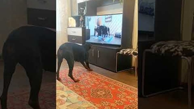 Adorable Dog Does its Own Exercise Routine