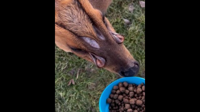 Muntjac deer look like they are from out of space [VIDEO]
