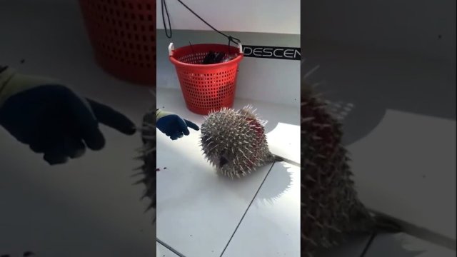 NEVER Put Your FINGER in a PufferFish! [VIDEO]