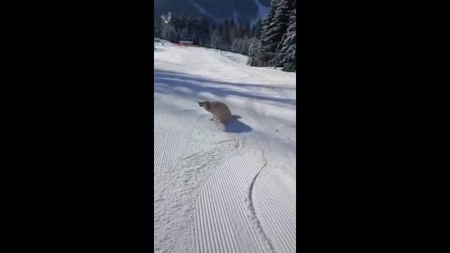 Golden Attempt at Skiing