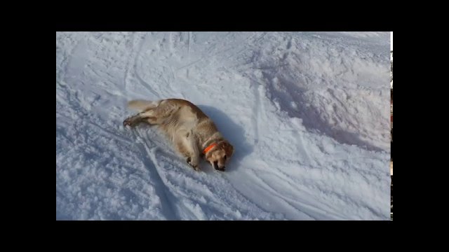 Dog Enjoys Snow While Sliding Downhill