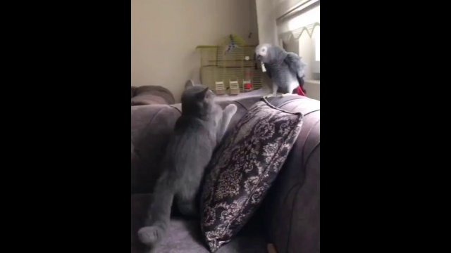 A parrot imitates its owner's voice to keep away the annoying cat [VIDEO]