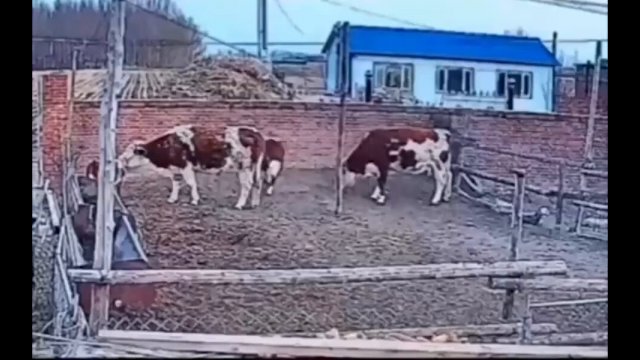 Crazy Cow Parkour [VIDEO]