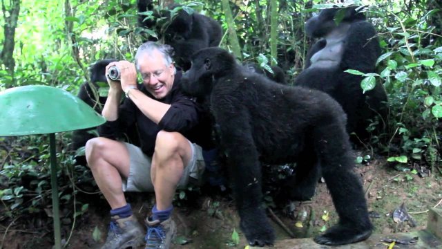 Touched by a Wild Mountain Gorilla