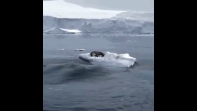 A pack of killer whales uses waves to knock seals off the ice