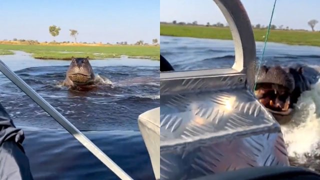 Hippo Chases Boat Filled With Tourists [VIDEO]