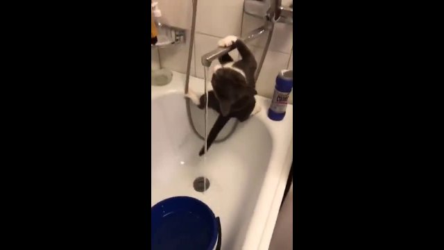 Cat vs. Faucet