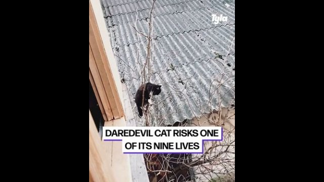 Brave cat risks one of its nine lives [VIDEO]