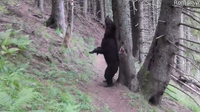 Bear Finds Perfect Back Scratcher
