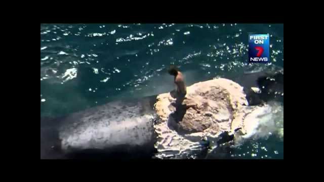 Australian man admits ‘surfing’ dead whale was bad idea [VIDEO]