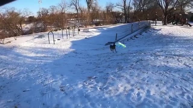 Dog goes sledding in snow by himself
